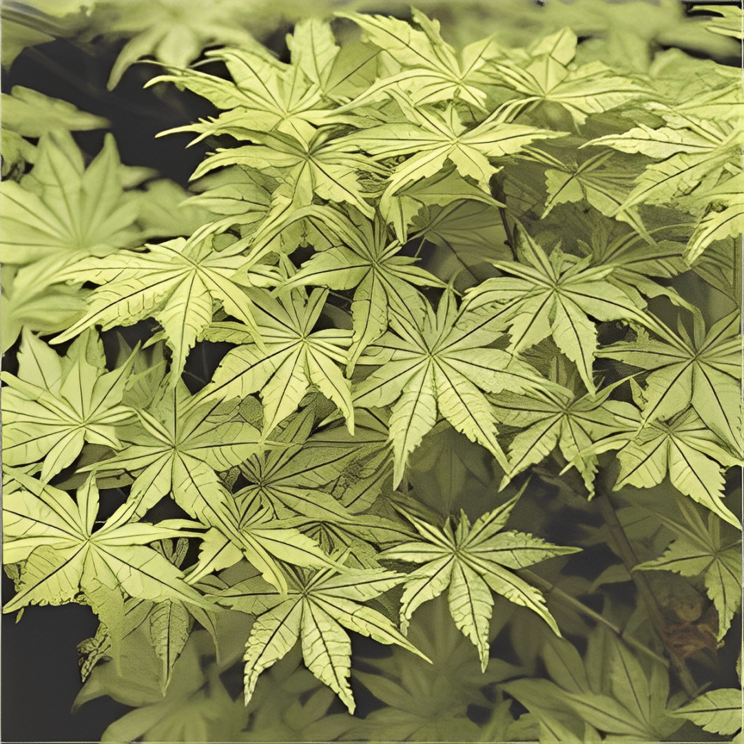 L’Acero Giapponese: Le colorazioni del fogliame