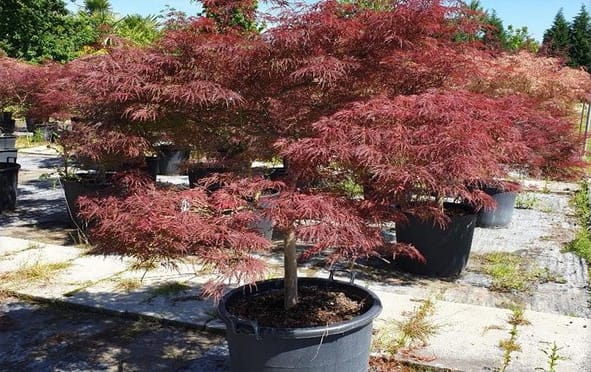 La Bellezza e l’Eleganza della Coltivazione degli Aceri Giapponesi: Guida Essenziale